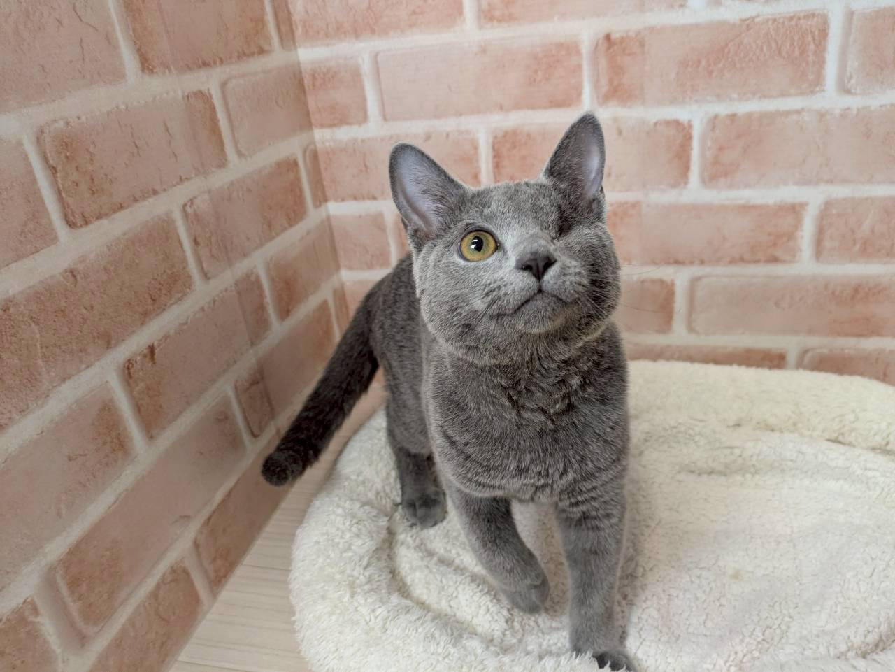 里親募集中のロシアンブルーのフランくん