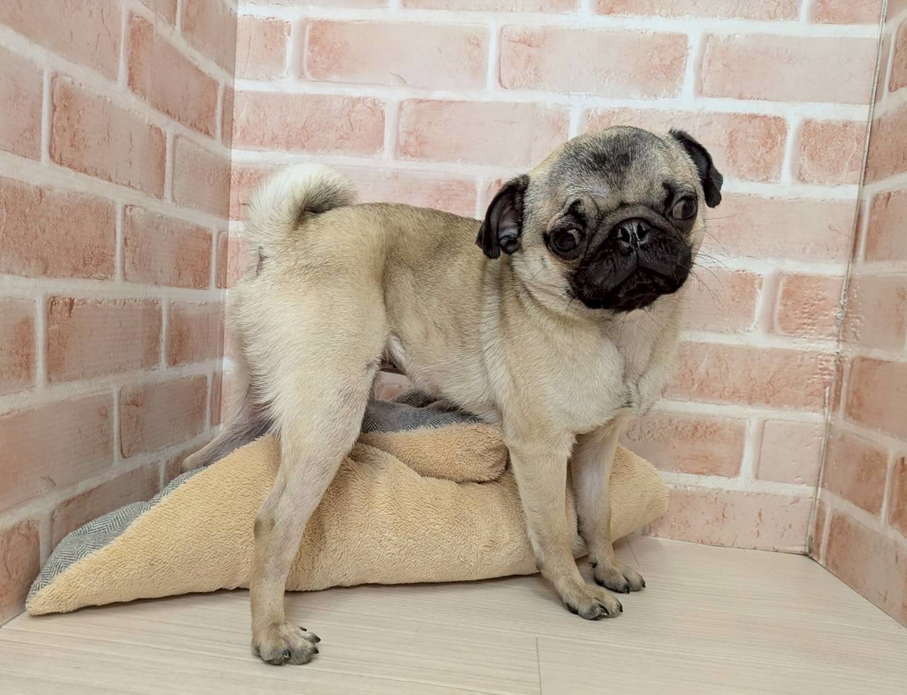 里親募集中のパグのむめもくん