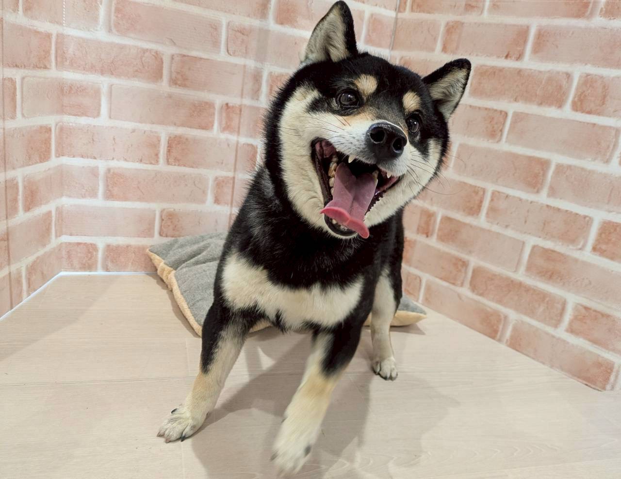 里親募集中の豆柴こまきちくん