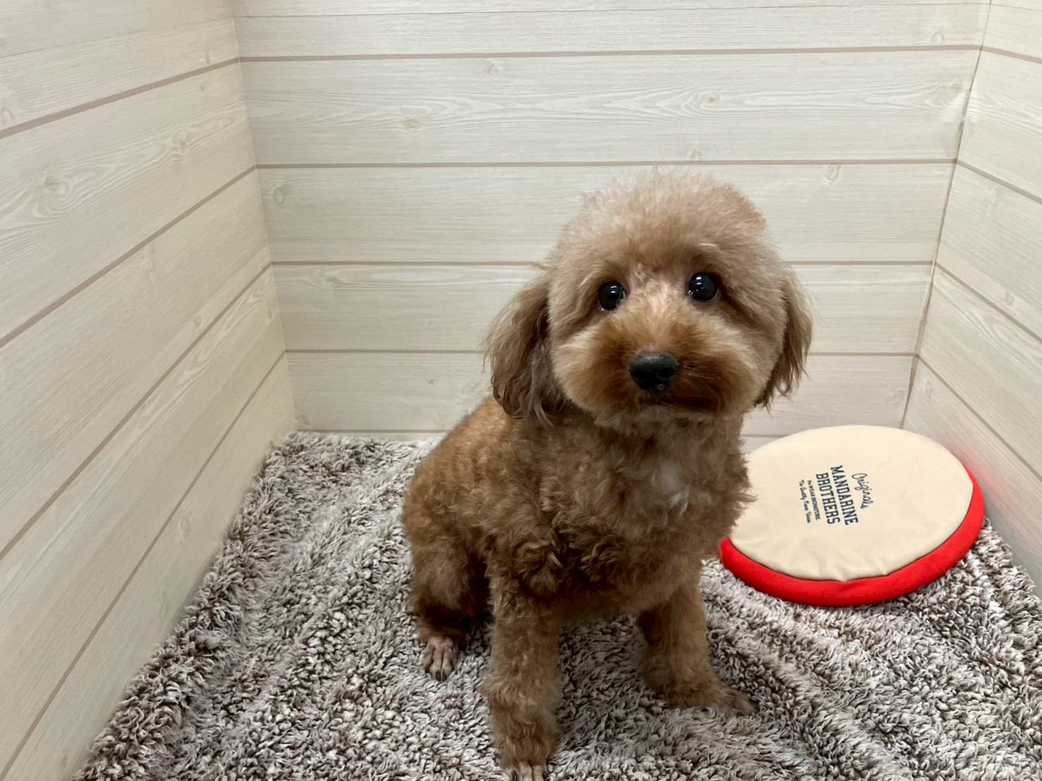 里親募集中のトイプードル ハツメちゃん