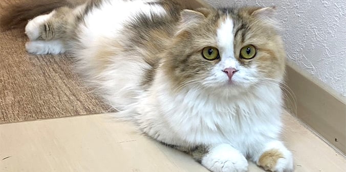 ウシくんと新しい家族