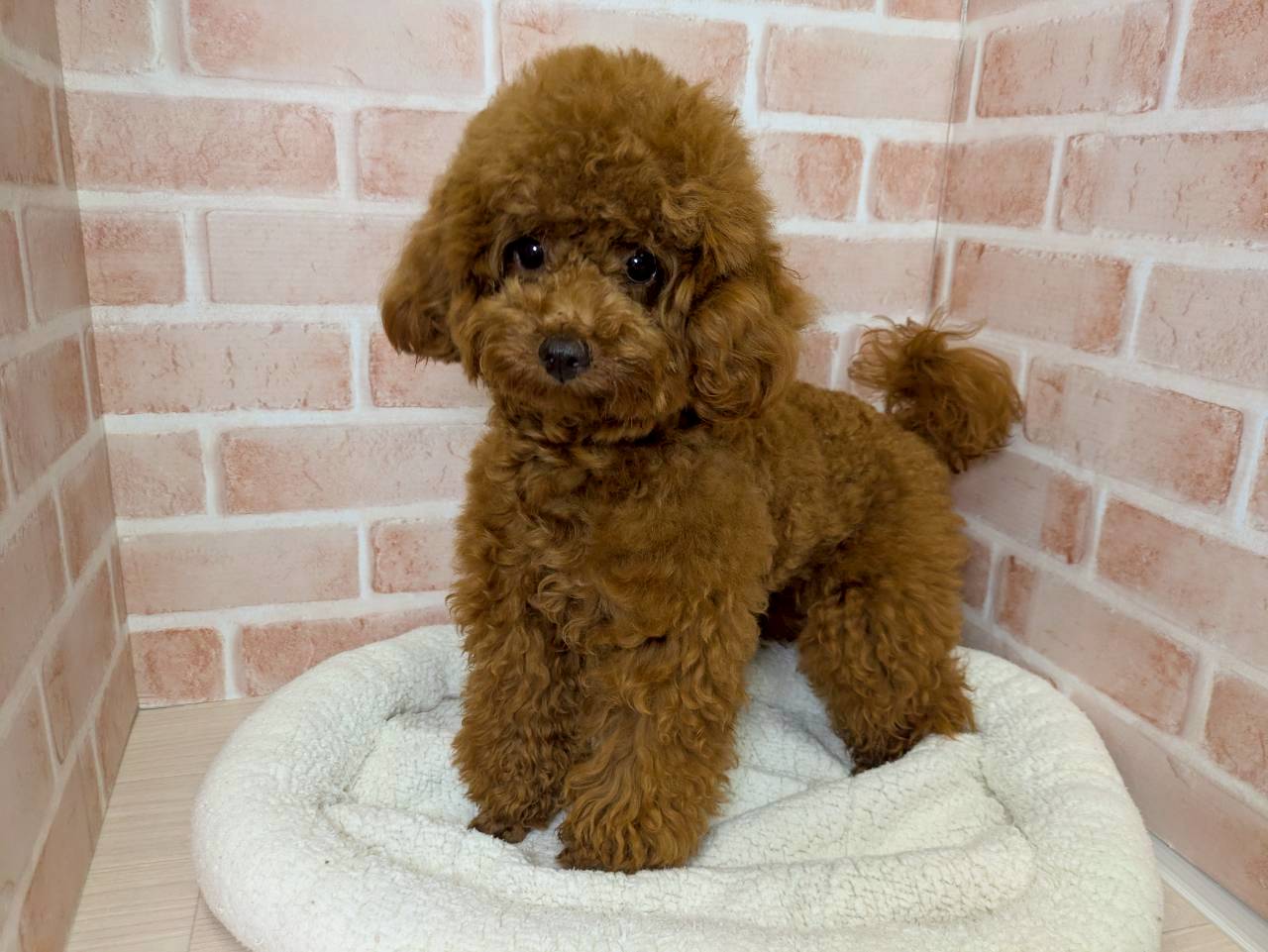 里親募集中のトイ・プードル リョウちゃん
