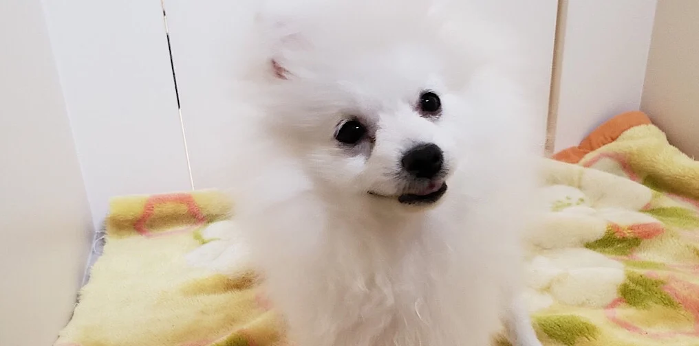 めじろちゃん