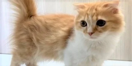 ダニエルくんと新しい家族