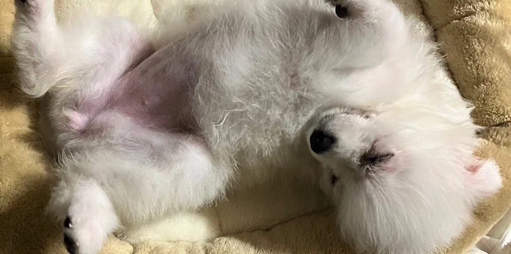 ぽよちゃん