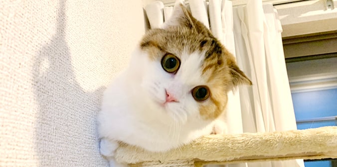 つゆちゃん
