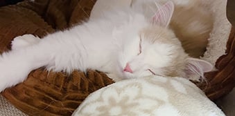 しおんくん