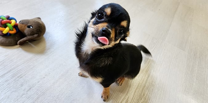 ジンジャーくんと新しい家族