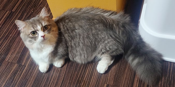 パワーちゃんと新しい家族
