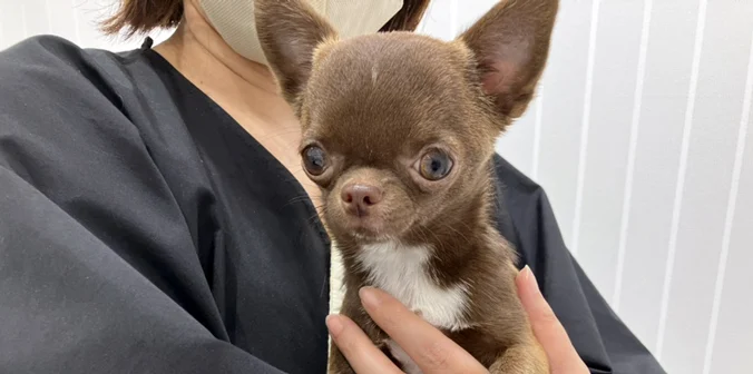 パムちゃんと新しい家族