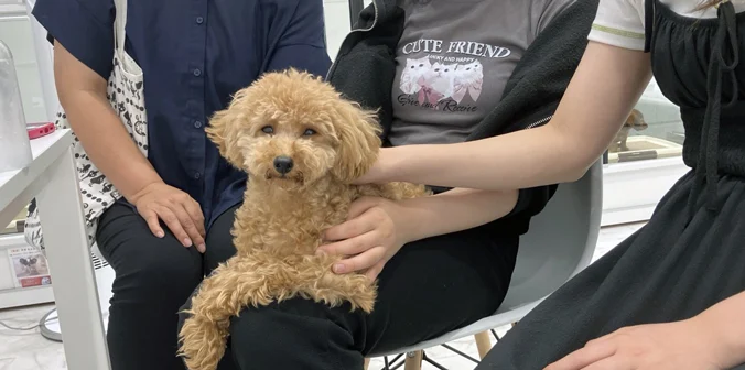 ビスケットくんと新しい家族