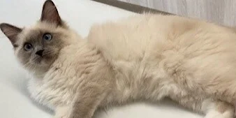 凛（りん）ちゃん