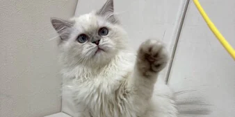 ざらめくん