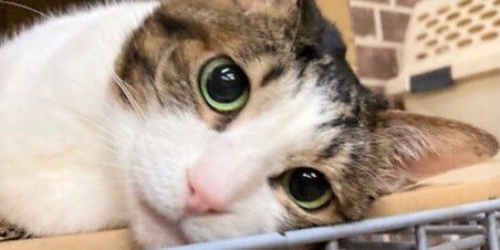 金ちゃん