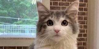 リカちゃん