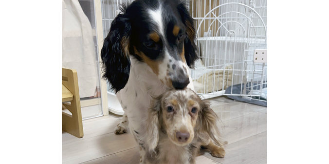 ラムネくんと新しい家族