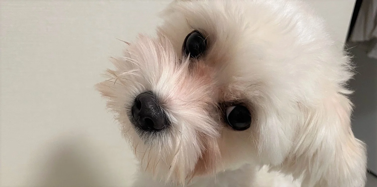 ラテくん