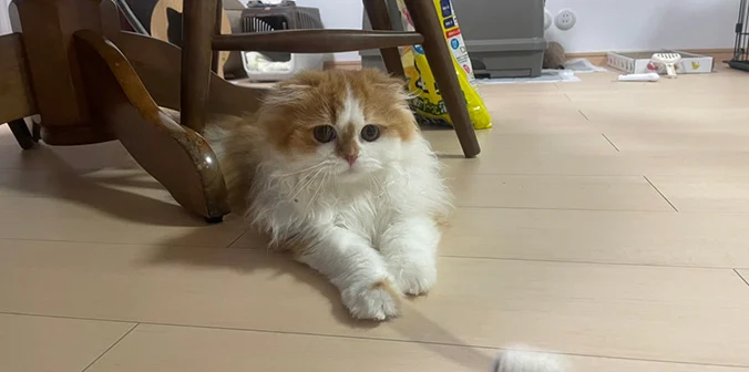 ベルくん