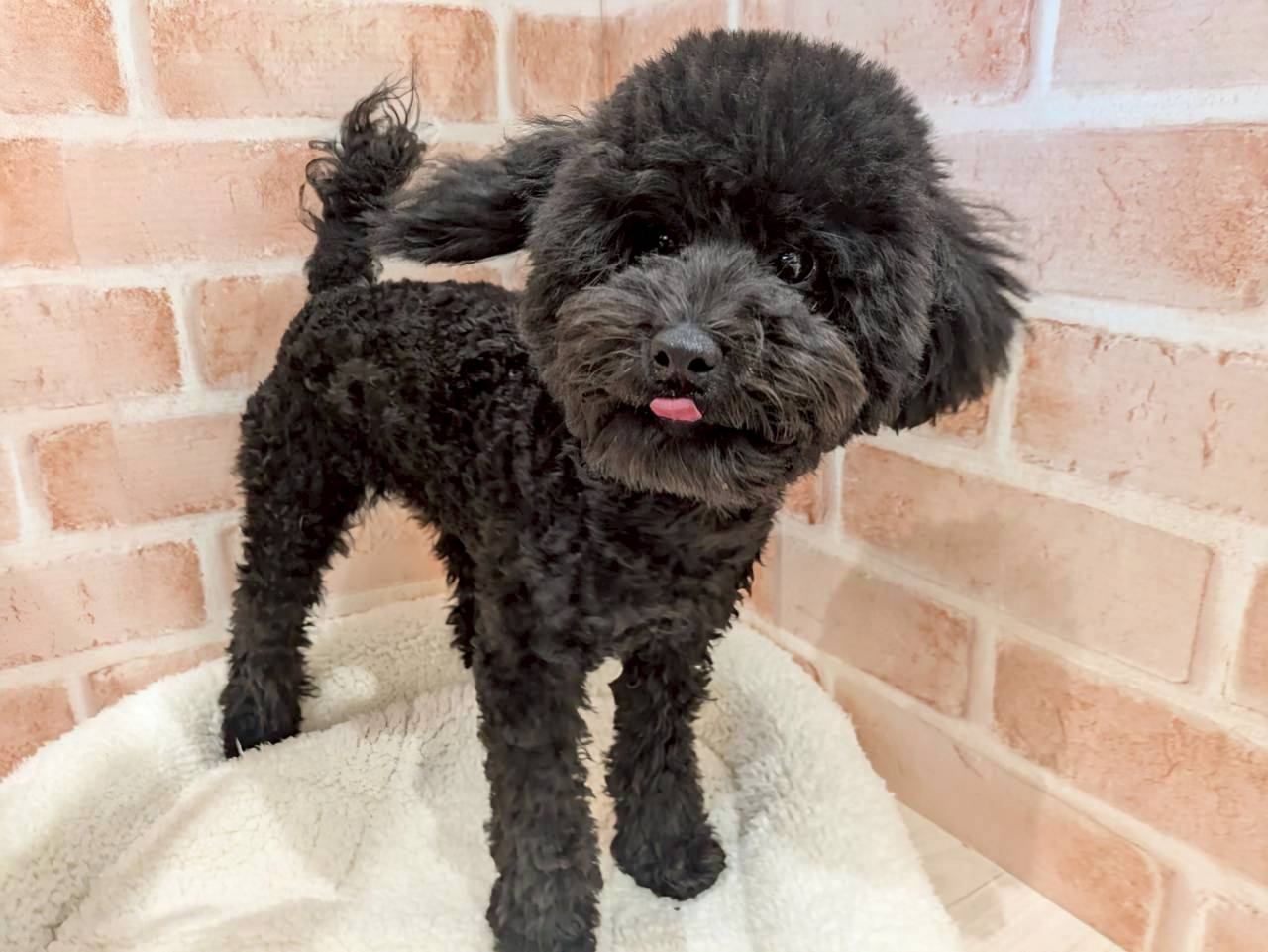 里親募集中のトイプードルのみなみちゃん