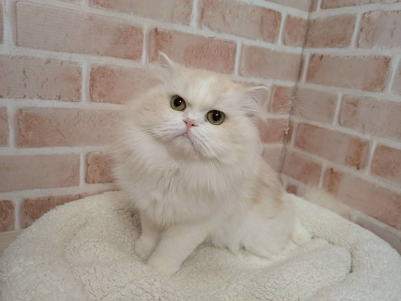 里親募集中のスコティッシュフォールドのこはくちゃん