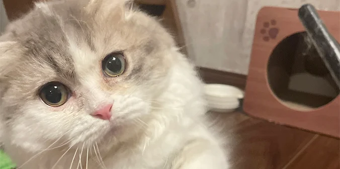おもちちゃんと新しい家族