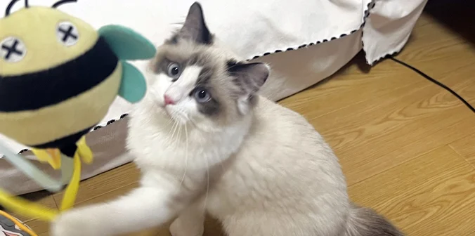 ブルくん