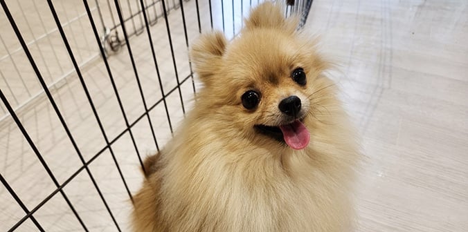 里親募集中のポメラニアン　まいちゃん