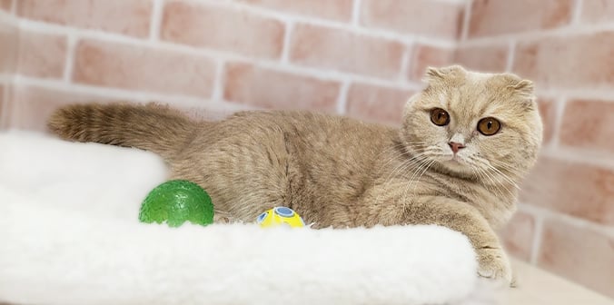 里親募集中のスコティッシュフォールド コッペくん