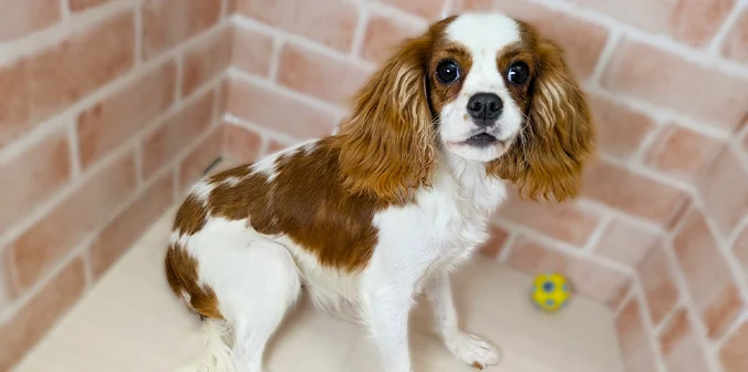 里親募集中のキャバリア・キング・チャールズ・スパニエル つむじちゃん