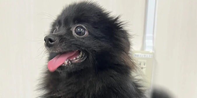 里親募集中のポメラニアン シロくん