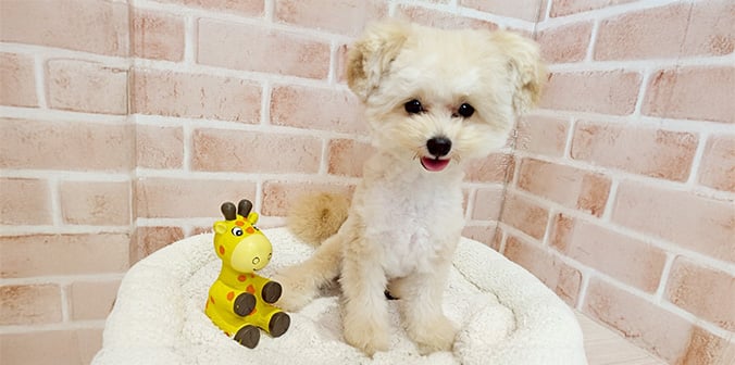 里親募集中のポメラニアン ミックス ペンくん