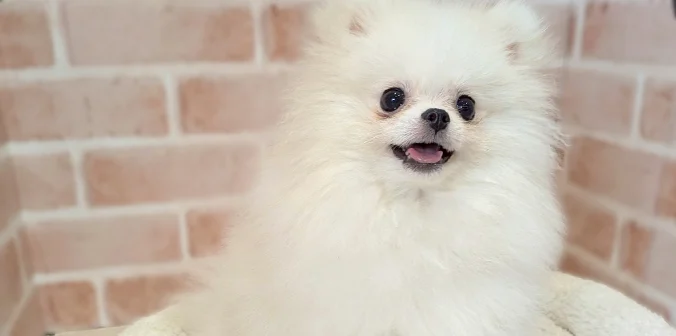 里親募集中のポメラニアン フィオちゃん
