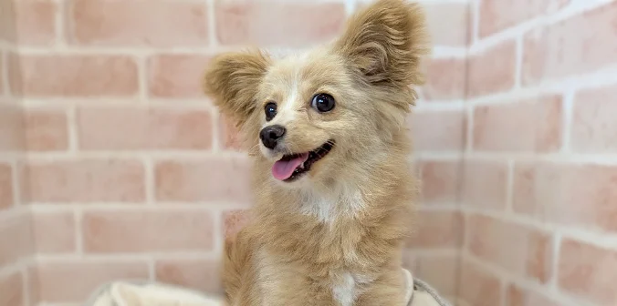 里親募集中のトイ・プードル ミックス ゆめちゃん