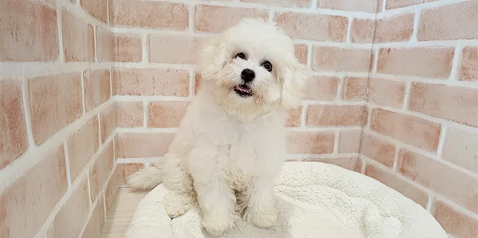 里親募集中のビションフリーゼ ましろちゃん