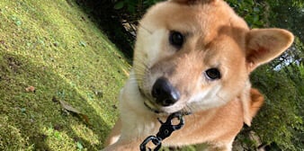 里親募集中の柴犬 ぽんたくん