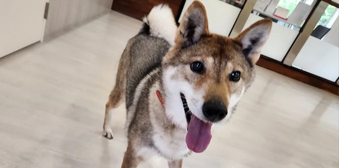里親募集中の四国犬ヒノエちゃん