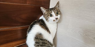 里親募集中のミックスちまきちゃん