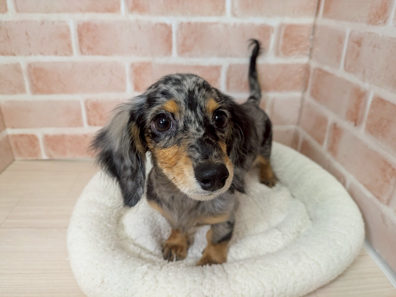 里親募集中のカニヘンダックスフンドのマリネちゃん