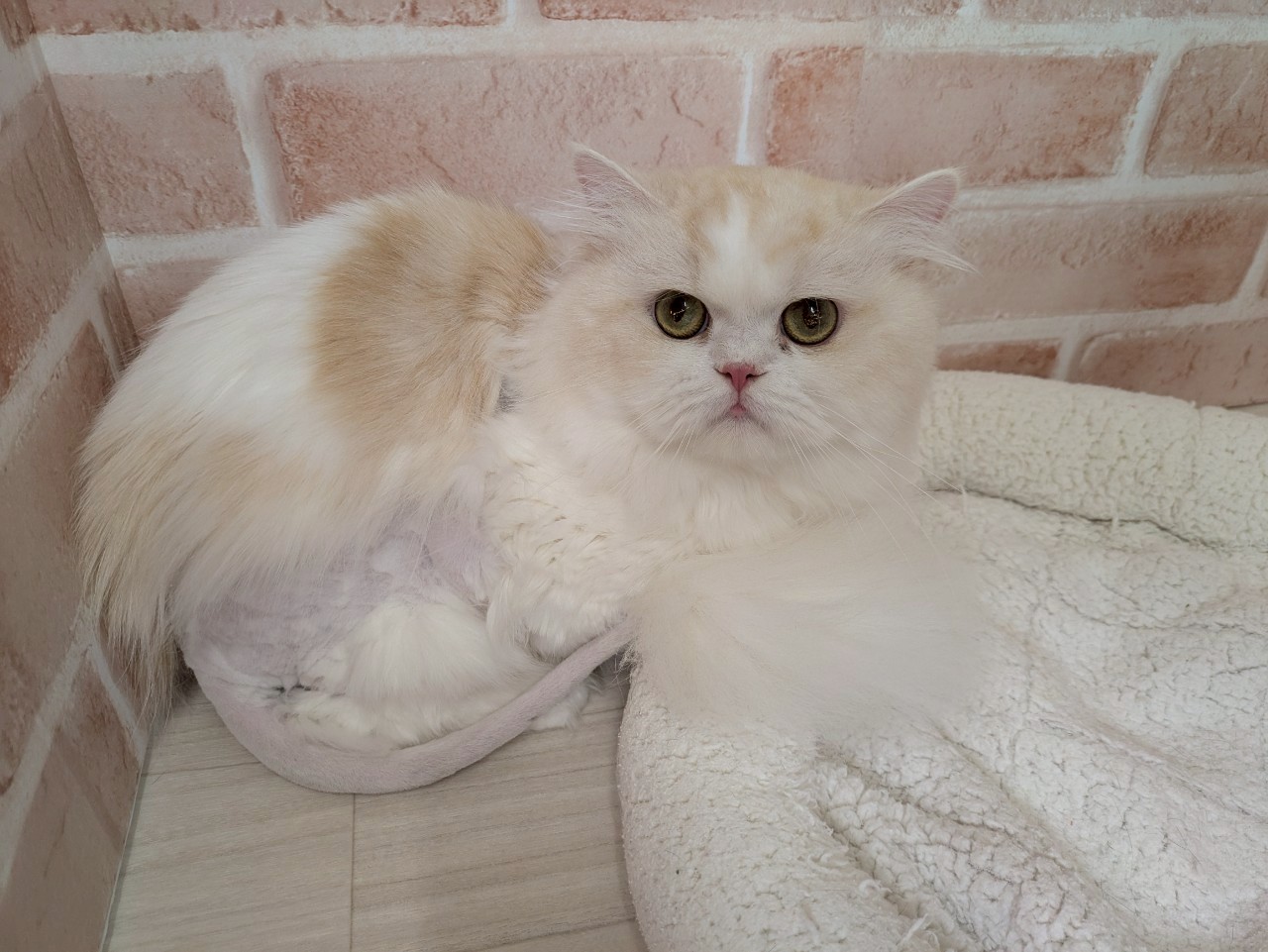 里親募集中のスコティッシュフォールドのこはくちゃん