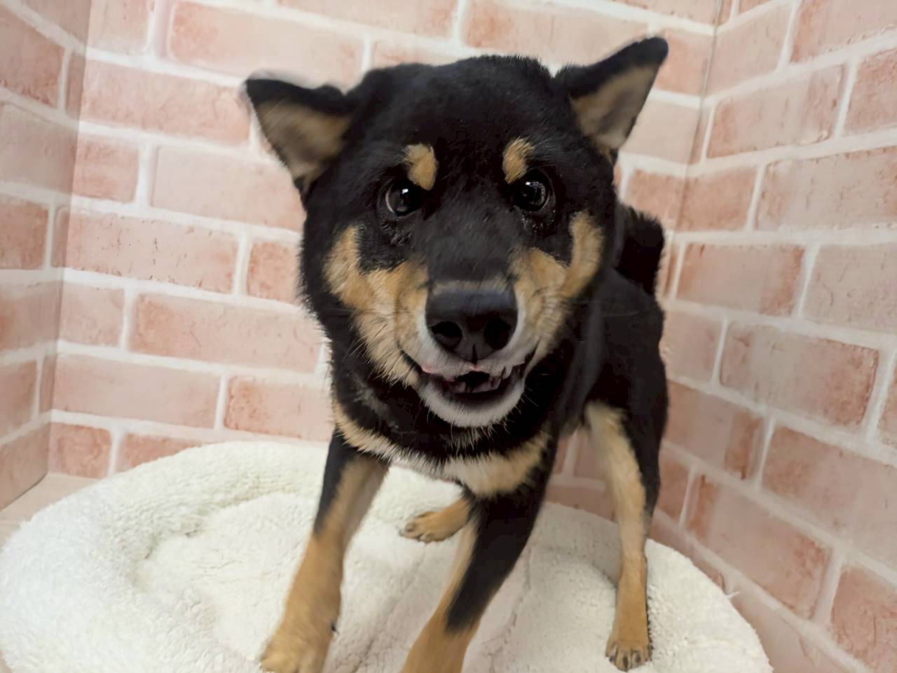 里親募集中の豆柴のころちゃん