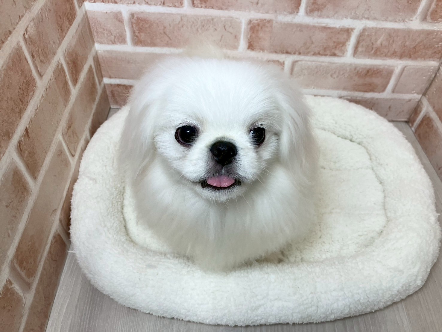 里親募集中のペキニーズのクオンくん