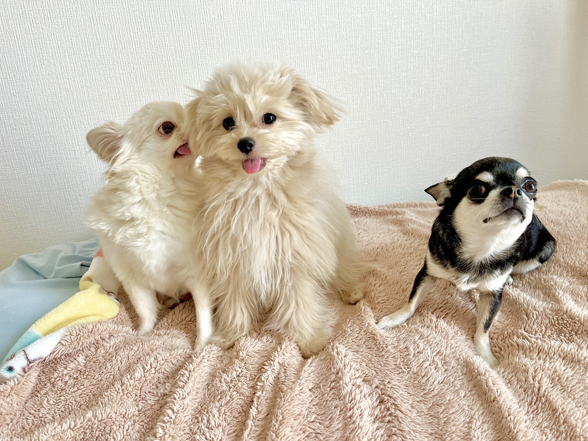 ムウちゃんと新しい家族