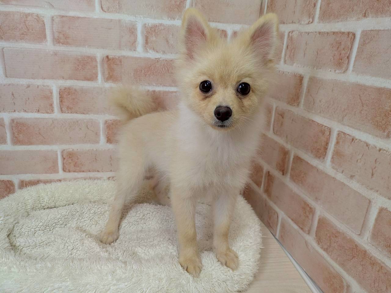 里親募集中のポメラニアンのリリアンちゃん
