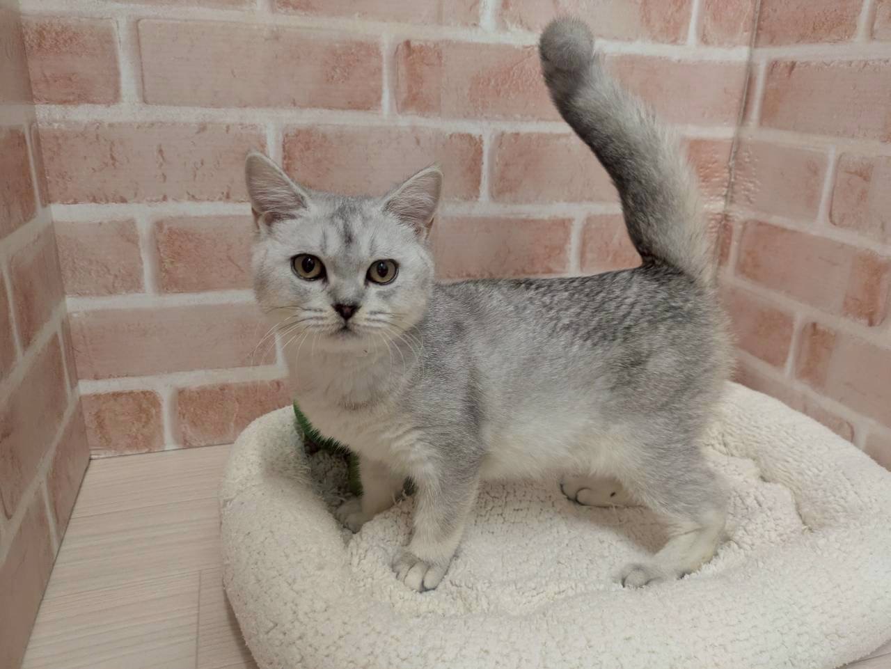 里親募集中のブリティッシュショートヘアーのすももちゃん