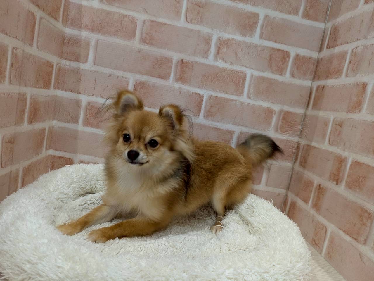 里親募集中のチワワミックスのシアちゃん