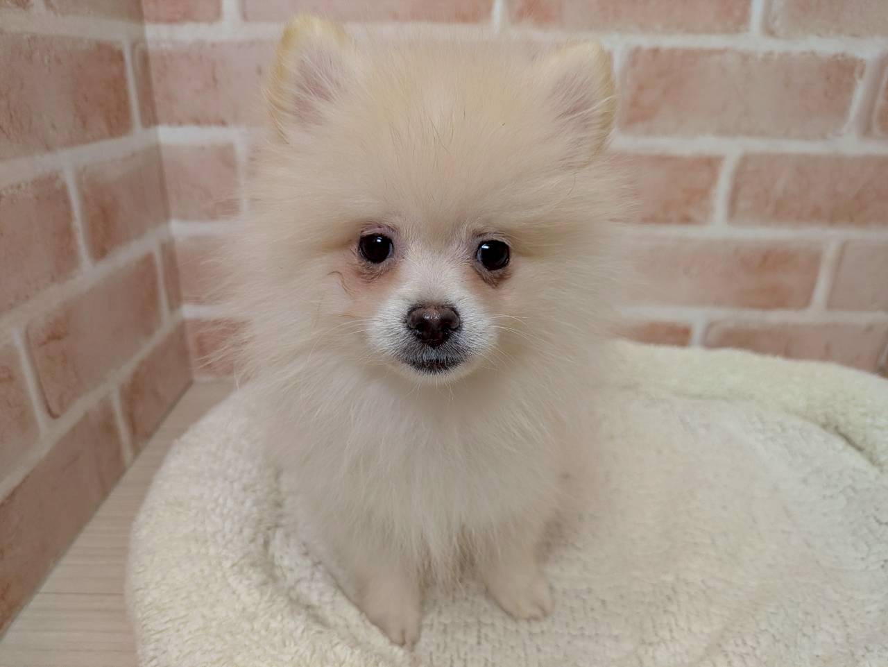 里親募集中のポメラニアンのケンくん