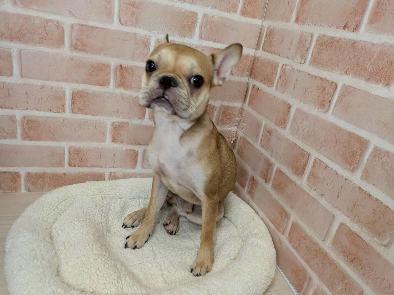 里親募集中のフレンチブルドッグのボブくん