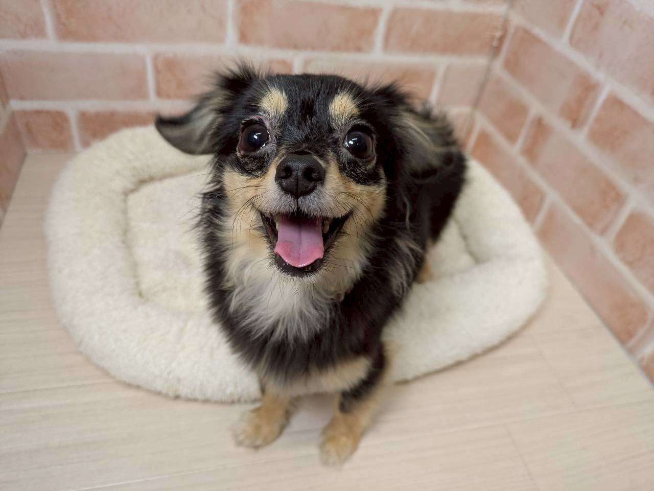 里親募集中のダックスミックスのてんちゃん