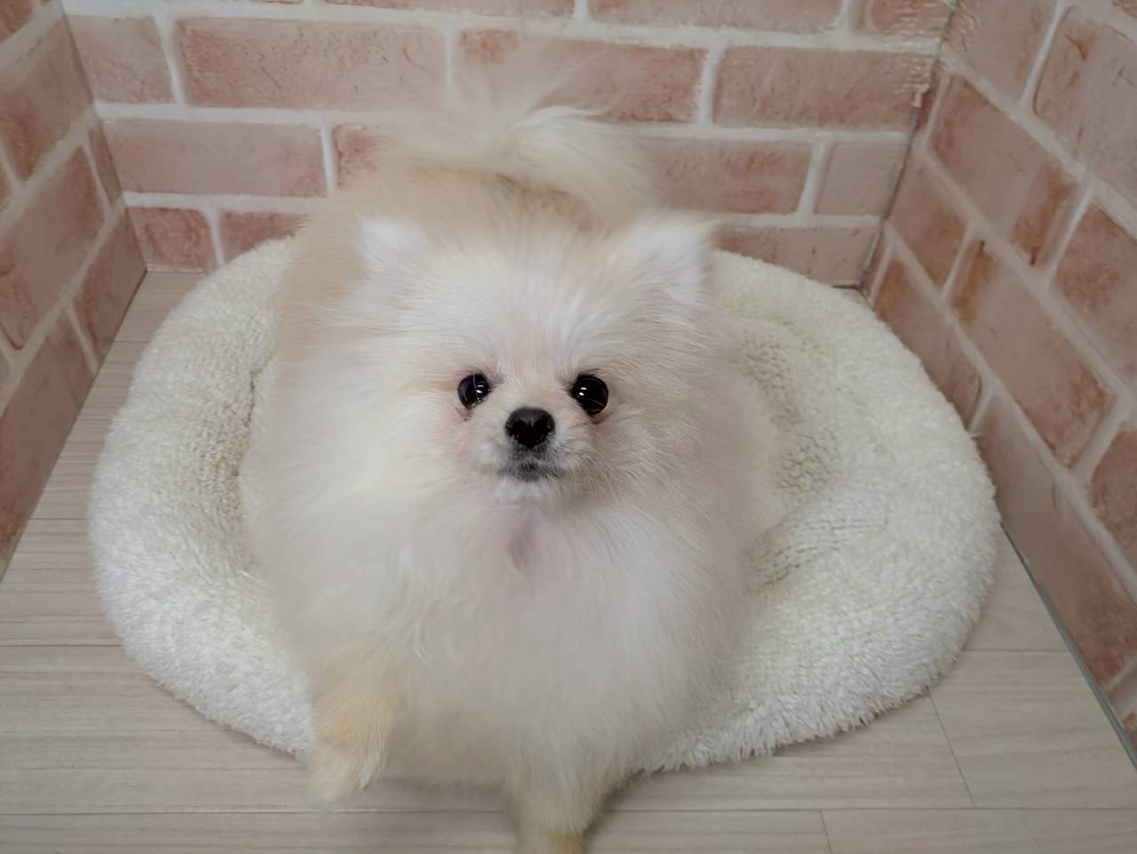 里親募集中のポメラニアンのたんぽぽちゃん