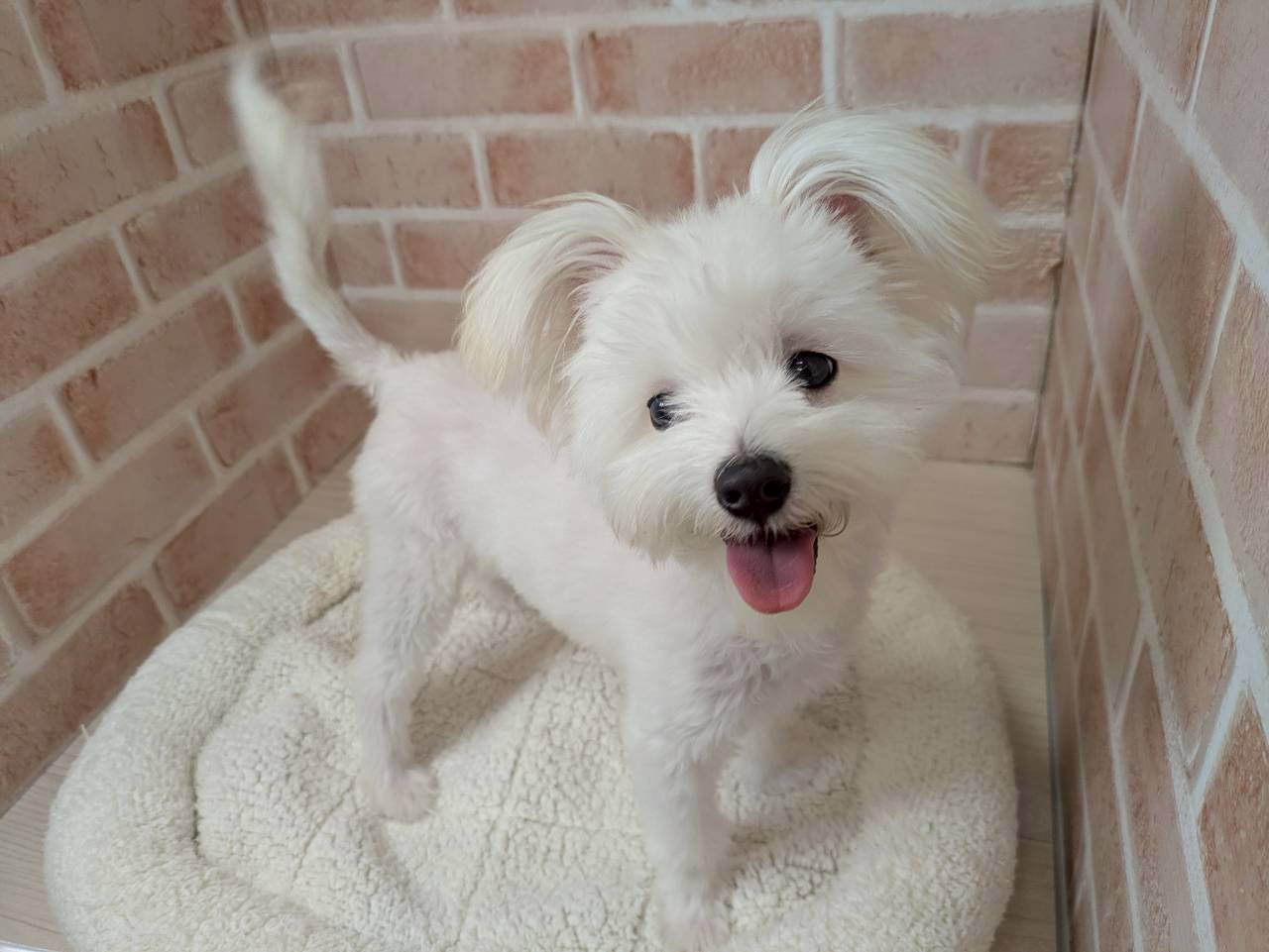 里親募集中のマルチーズミックスのむぎちゃん